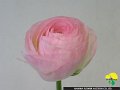 Ranunculus Biot